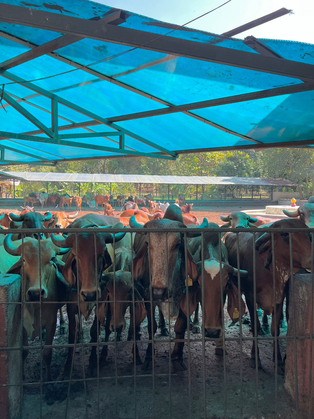 Karmyoga Foundation gallery